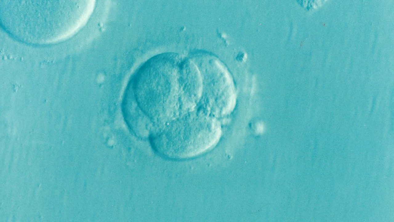 IVF and TCM: How Traditional Medicine Supports Your IVF Journey in Singapore